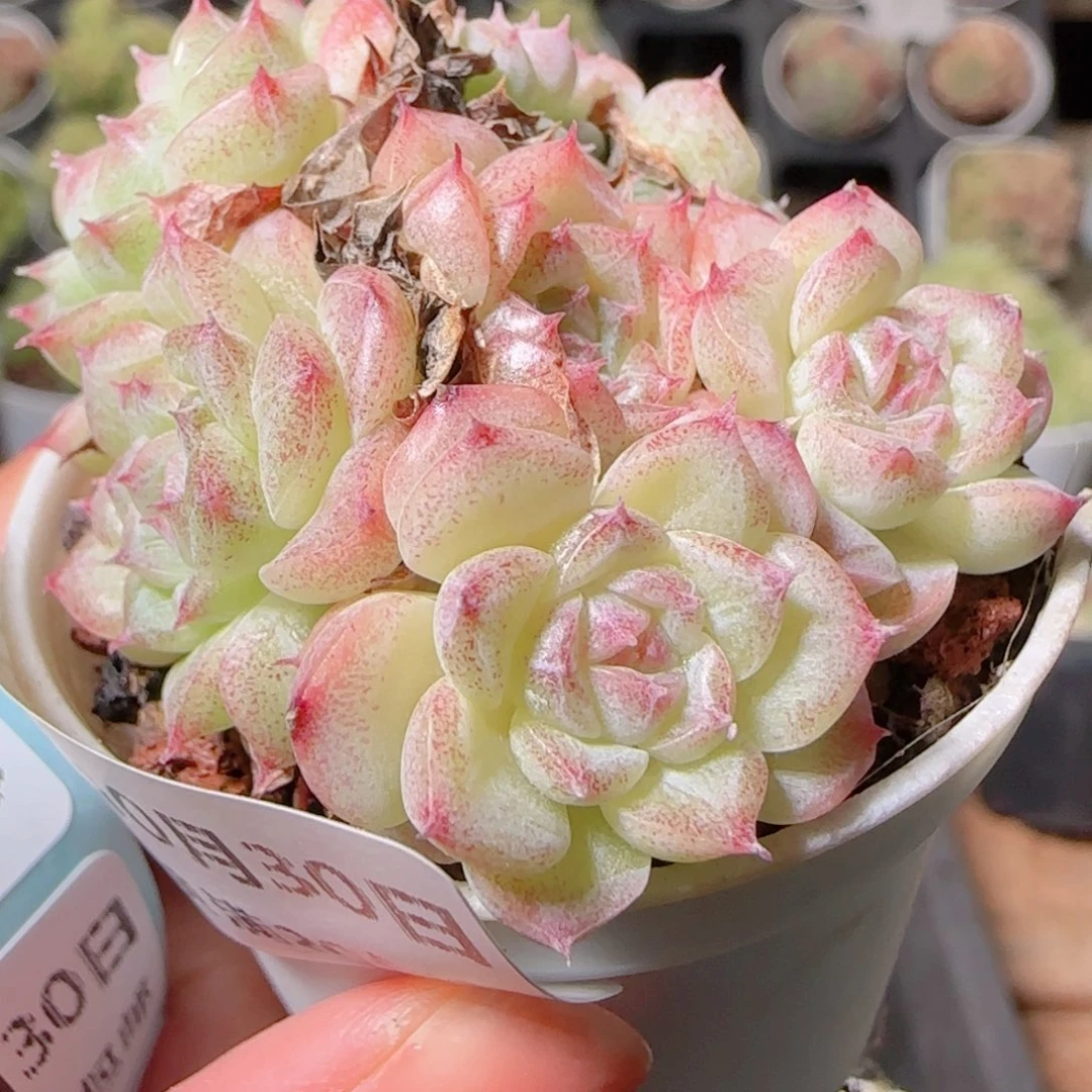 花语逸镜1030-162散