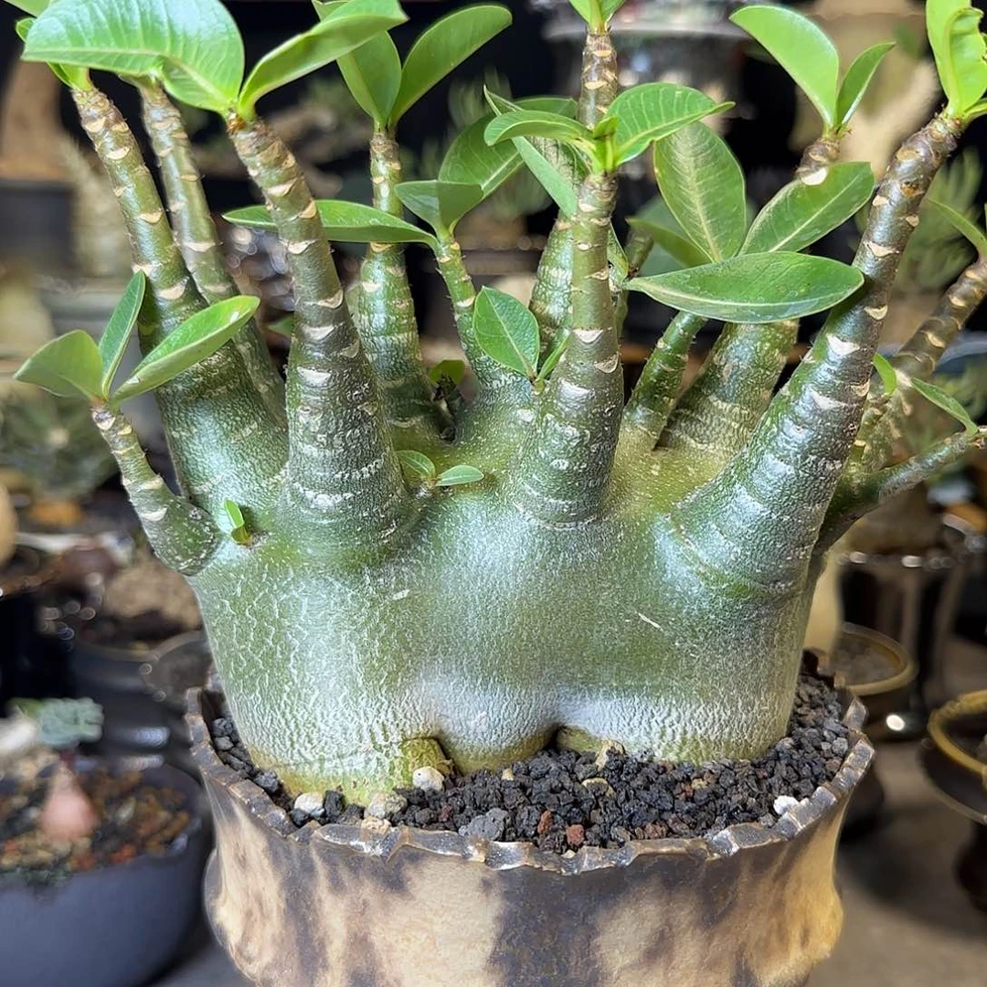 一物一拍哥斯拉沙漠玫瑰580