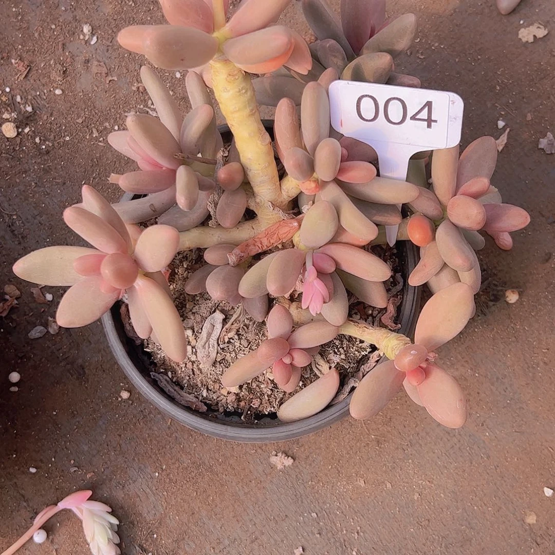 楠*004手指20不售后