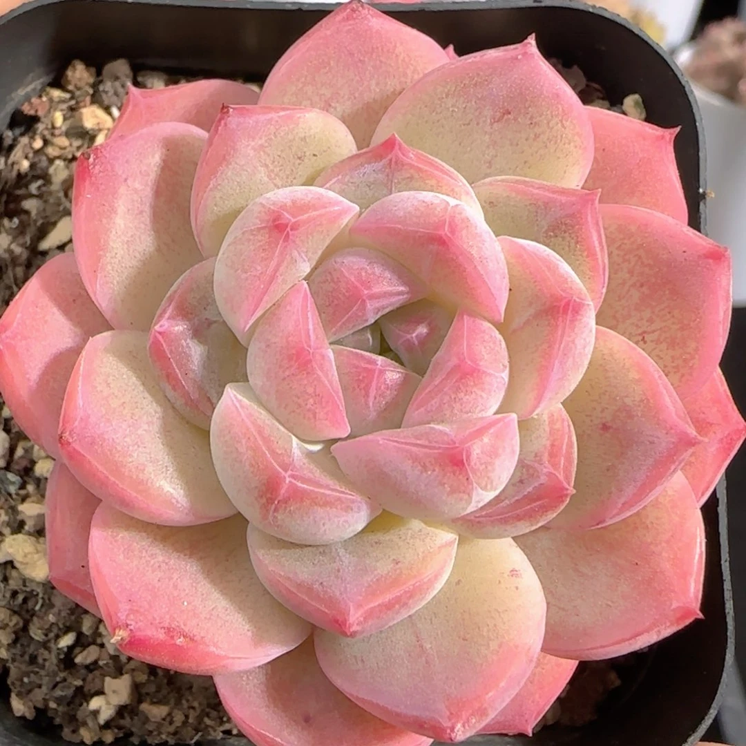 多肉0103-01开播福利