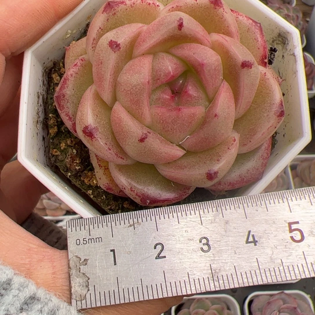 一****Y682 多肉植物组合盆栽