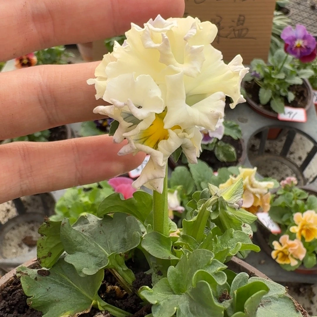 大部分花苞少量开放307