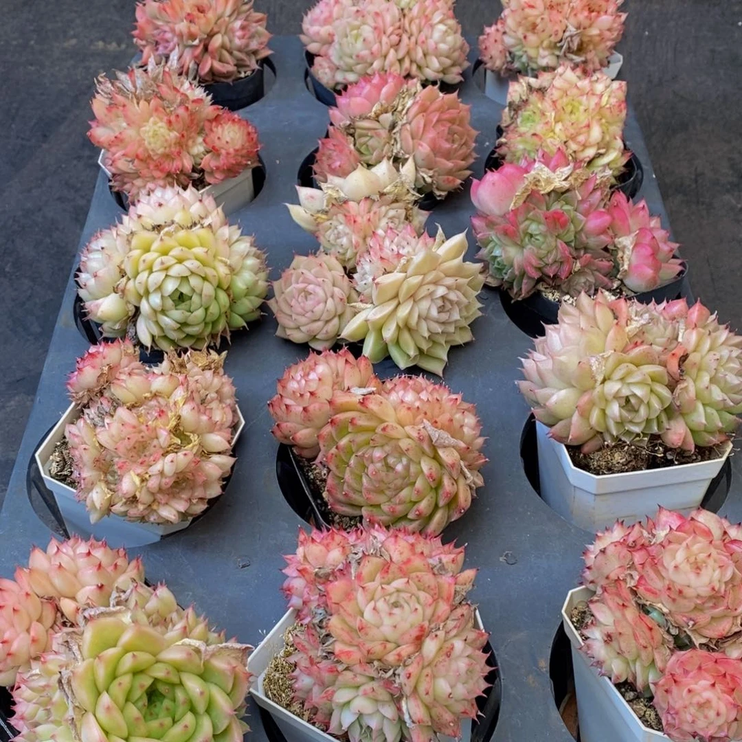 陈*541多肉植物保护研究所所长