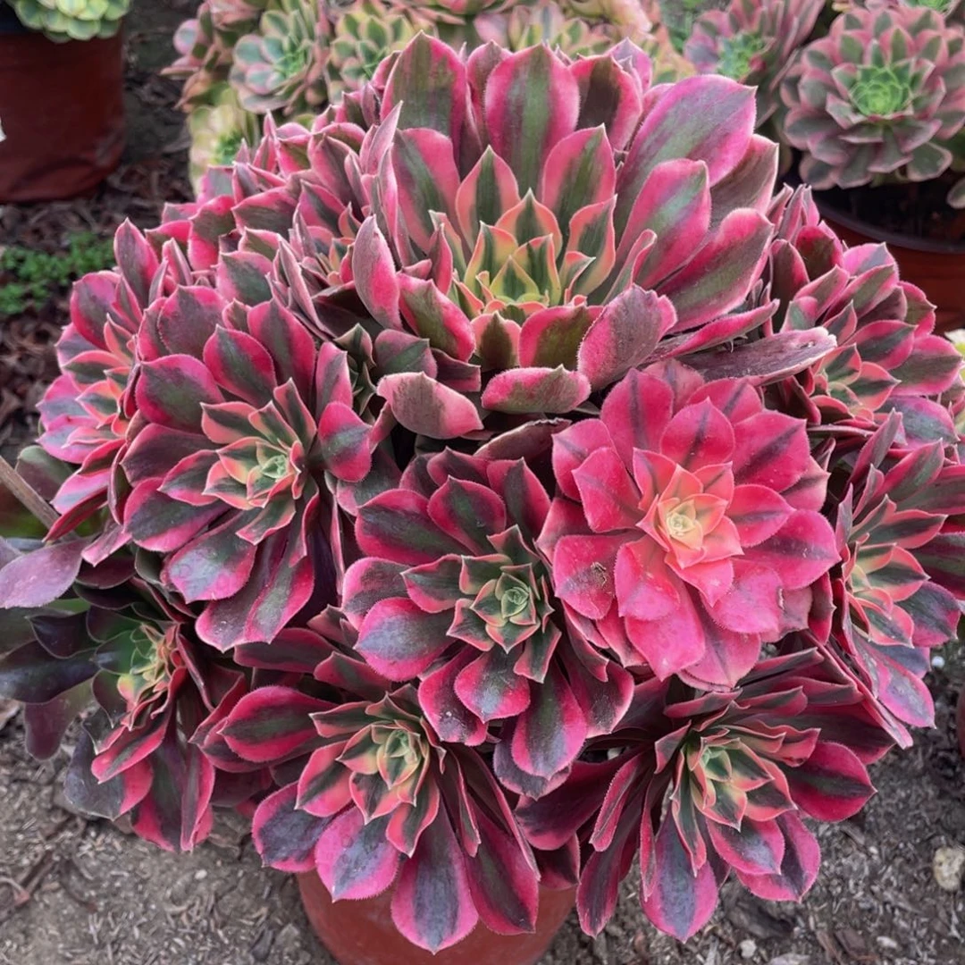 211粉女妖精品法师老桩