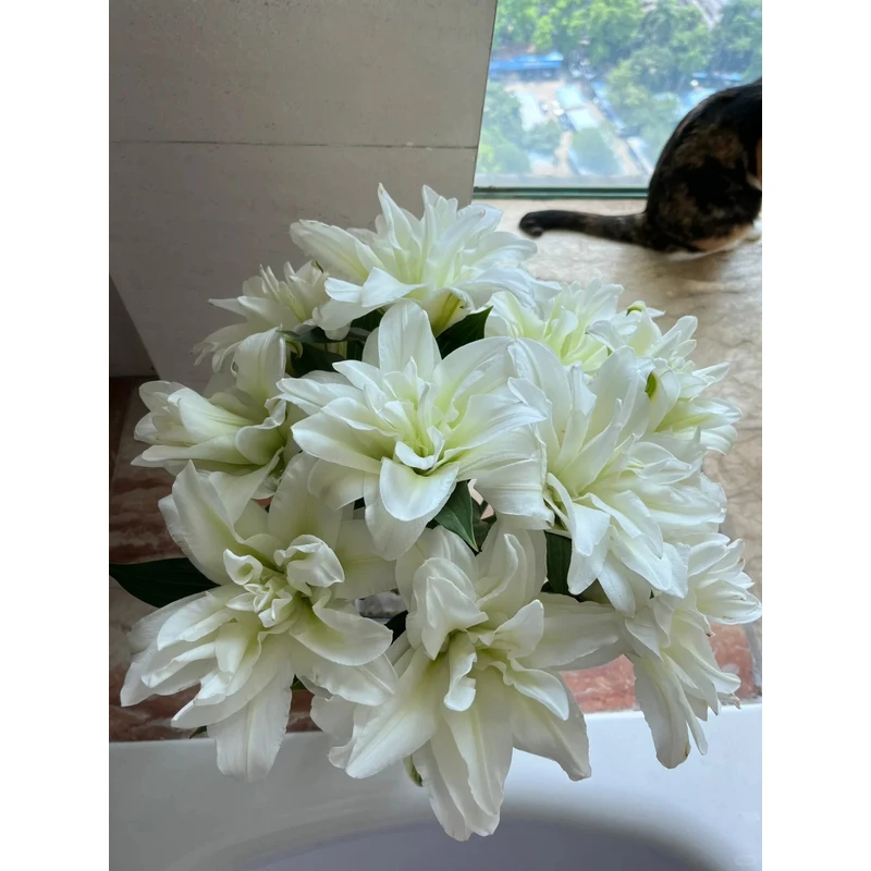 【北极星】重瓣香水百合 一单包邮 云南鲜花昆明基地现采现发