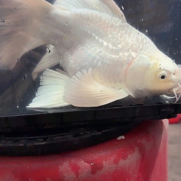 *****蝴蝶鲤鱼蝴蝶鲤包邮60