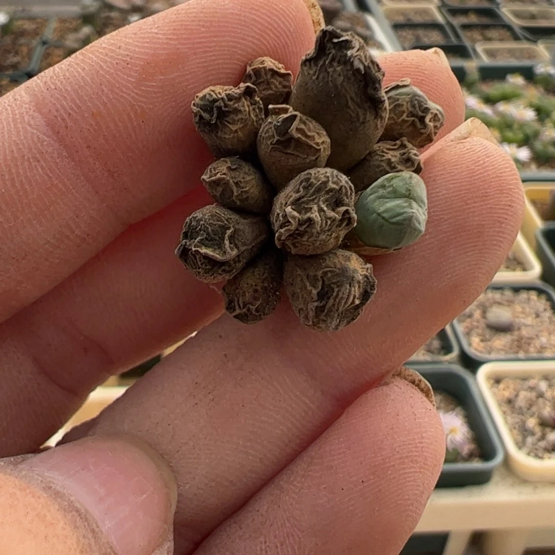 988 好看的多肉冲冲冲