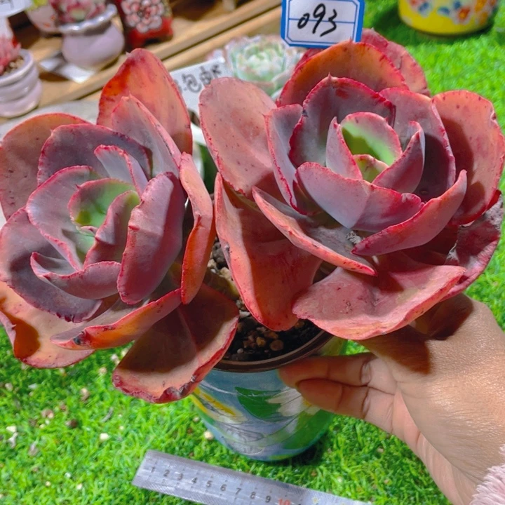 谢谢你的支持00000093