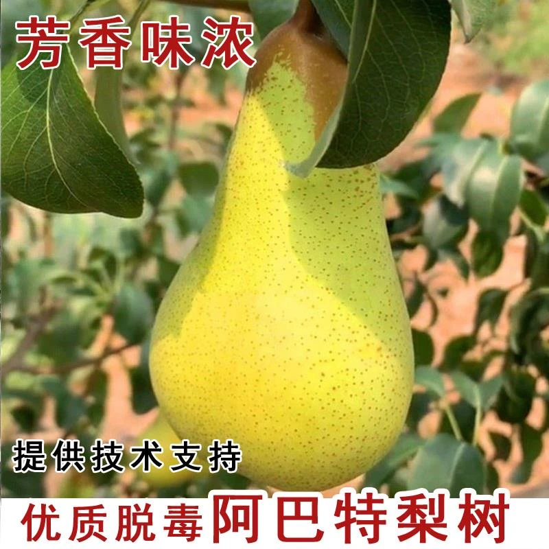 新品种梨树果苗阿巴特梨苗西洋梨啤梨树苗庭院南北方种植当年结果