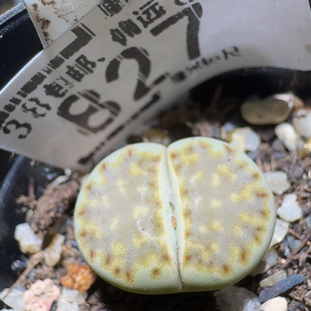 Ssss精品生石花827
