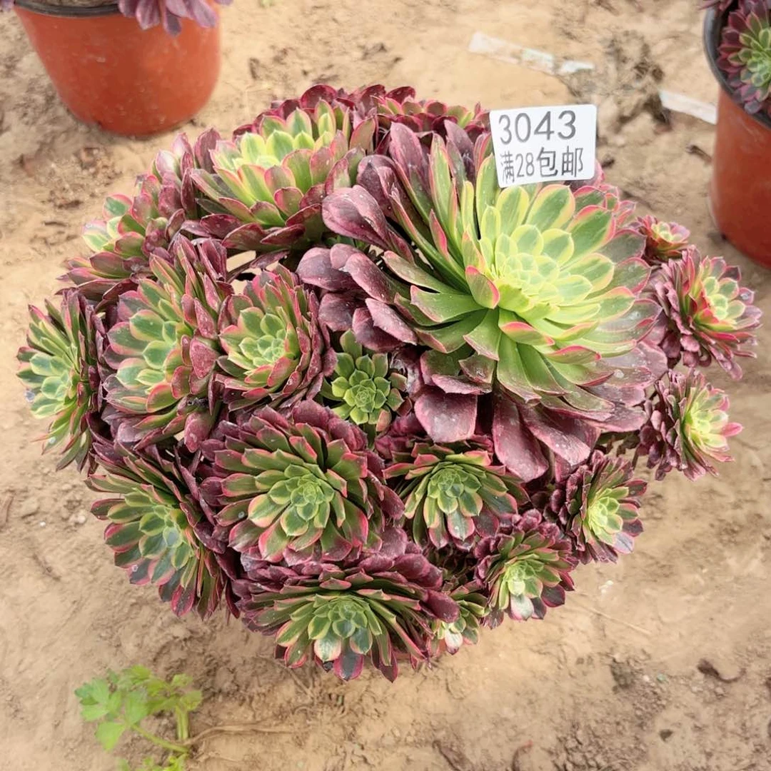 3043朝霞多肉111111111