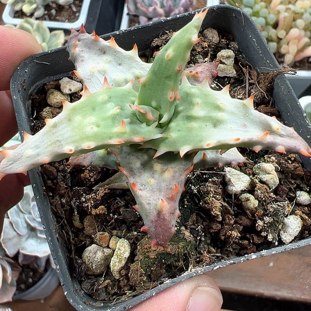 卡萨帝杂锦 小方花圃一单包邮非偏远