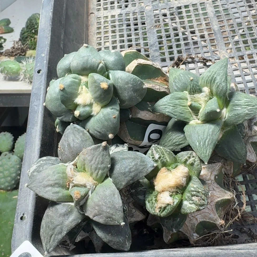 【闪购商品】无花朵赢**来四颗牡丹432