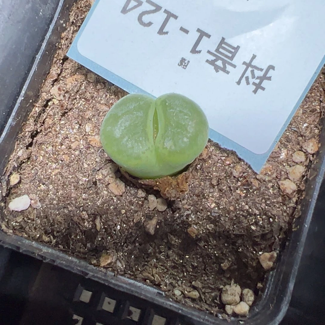 1-124粉红女郎风铃多肉植物