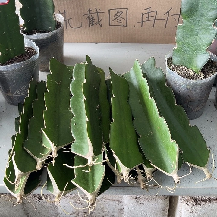 快***侠当前无花朵，栽培后可花朵16个桩