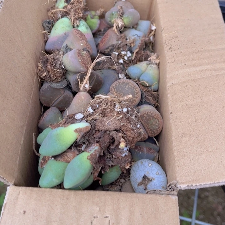 一箱母本88888888888