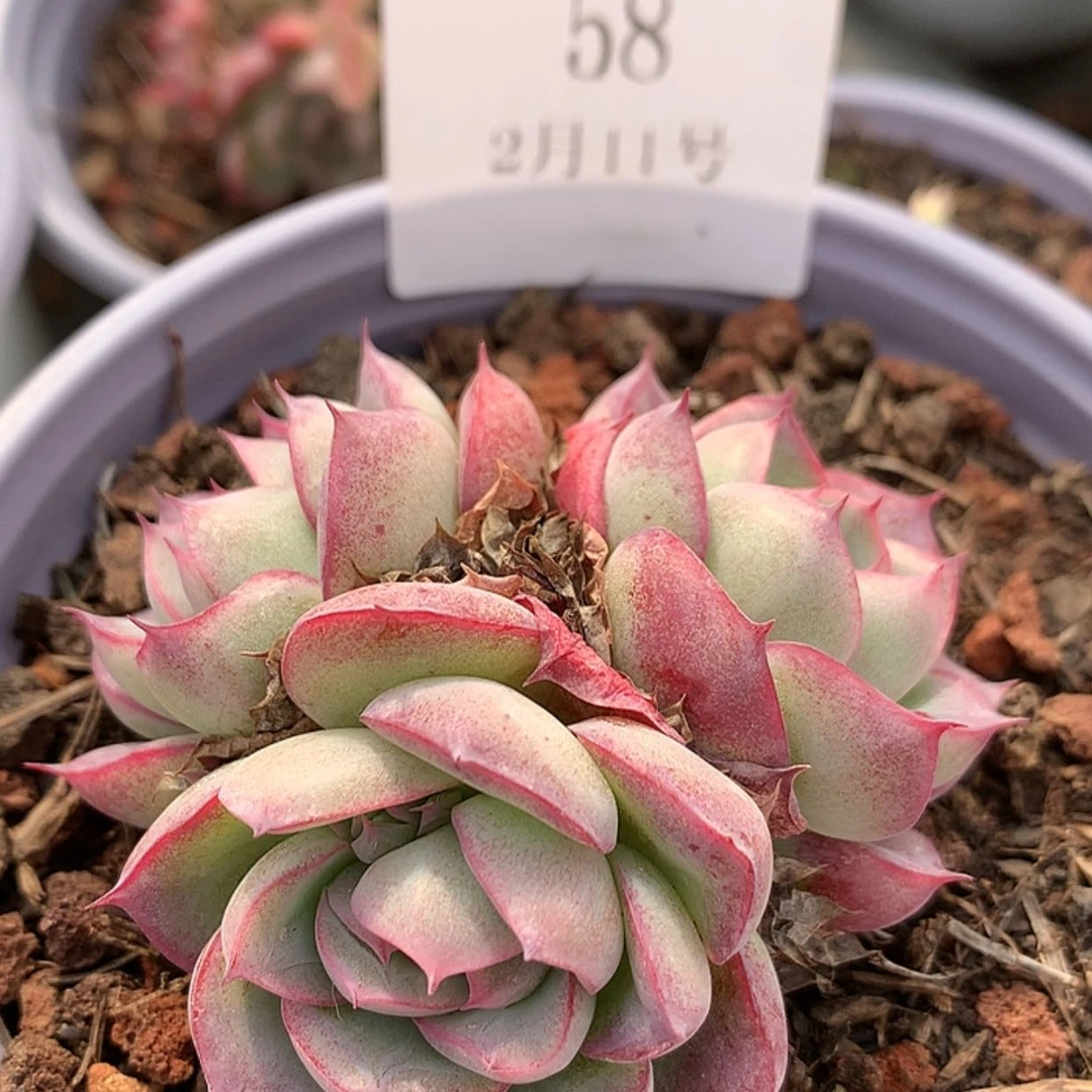 【闪购商品】云58号