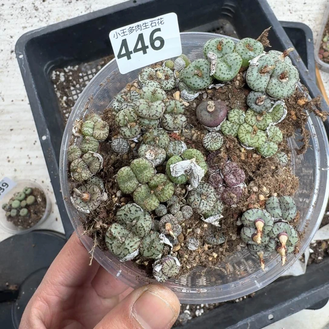 446。 多肉植物一大盒