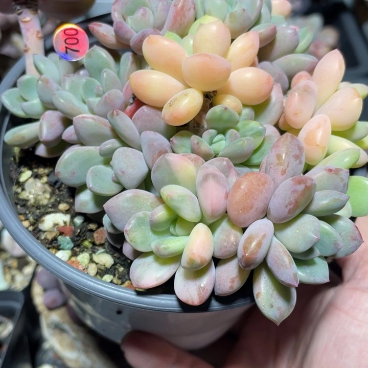 白鹭锦群多肉植物