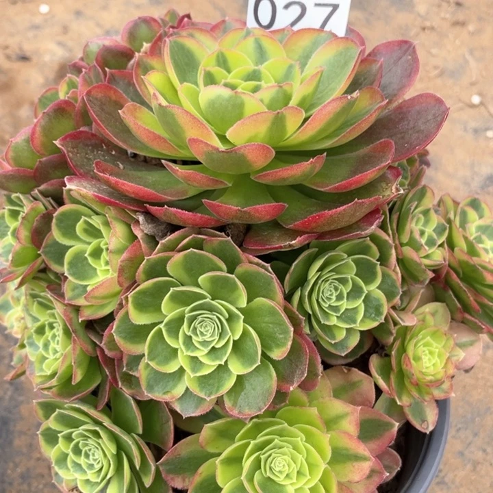 027多肉植物奶白