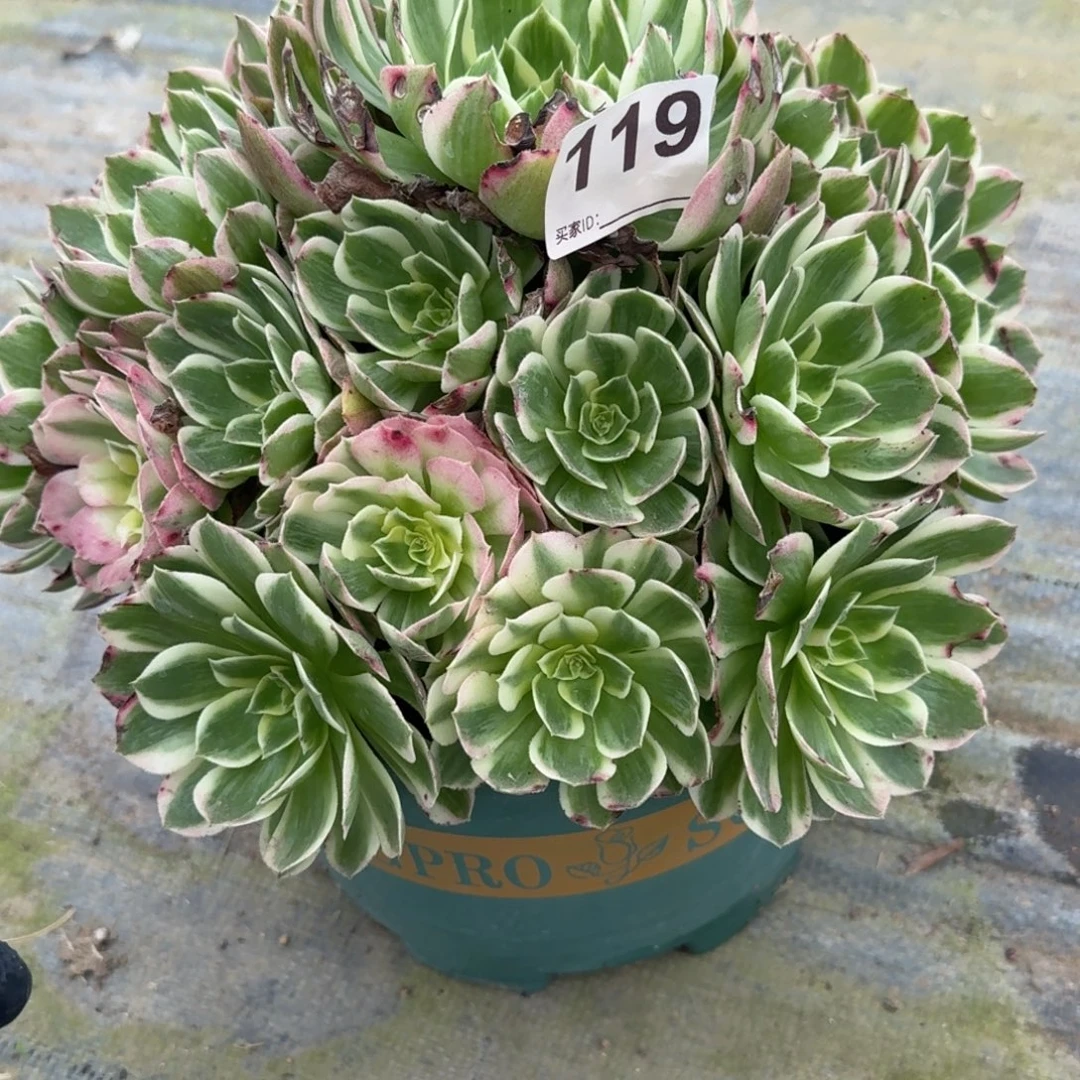 119孔雀斤多肉植物