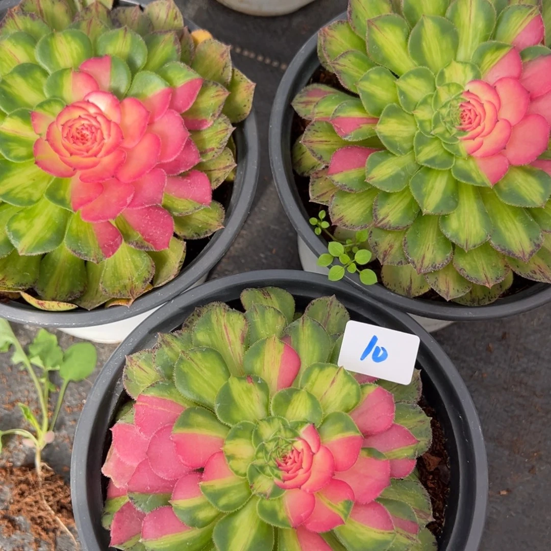 10知否一颗15多肉植物