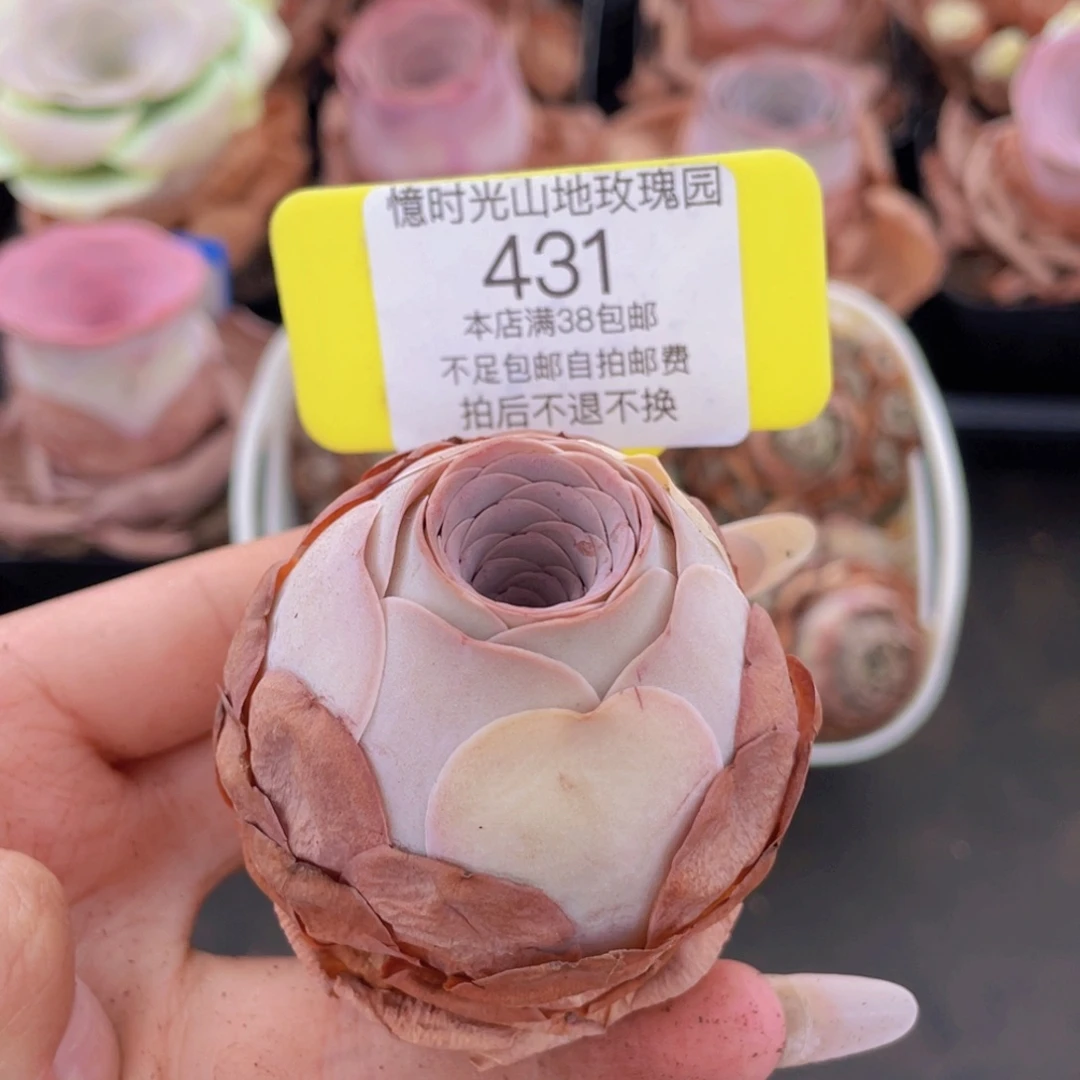 山地玫瑰431满38包邮裸根发货