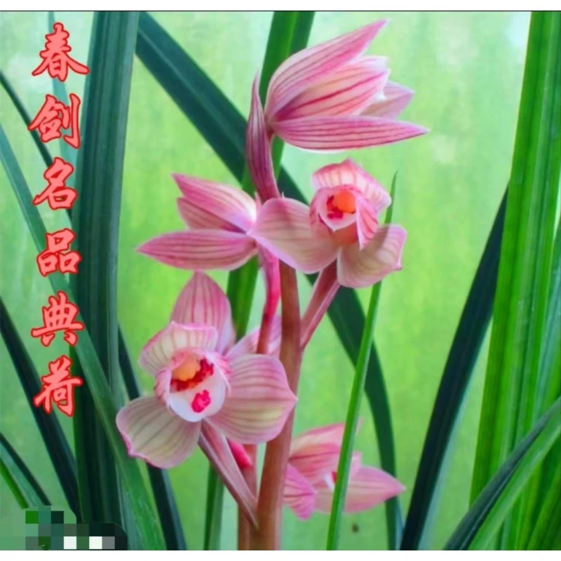 春剑名品【典荷】 3苗 终身包对版 放心购买