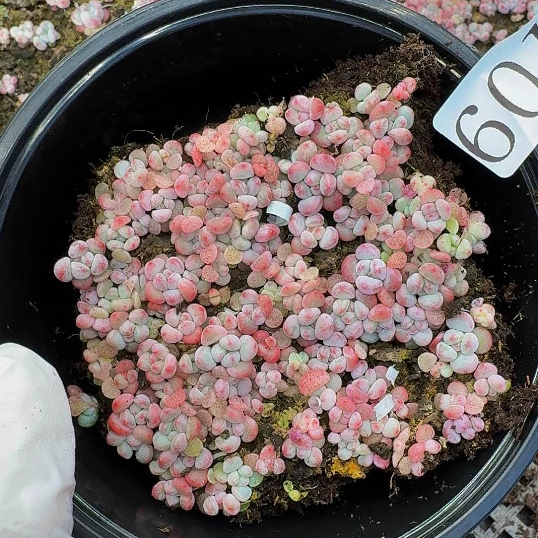 多肉植物多肉植物601