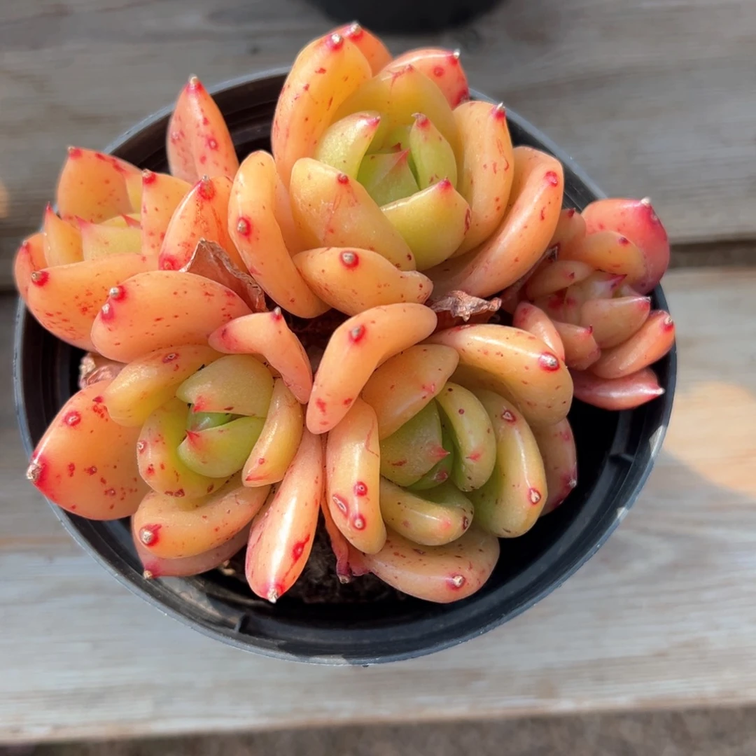 翠花老桩精控多肉植物