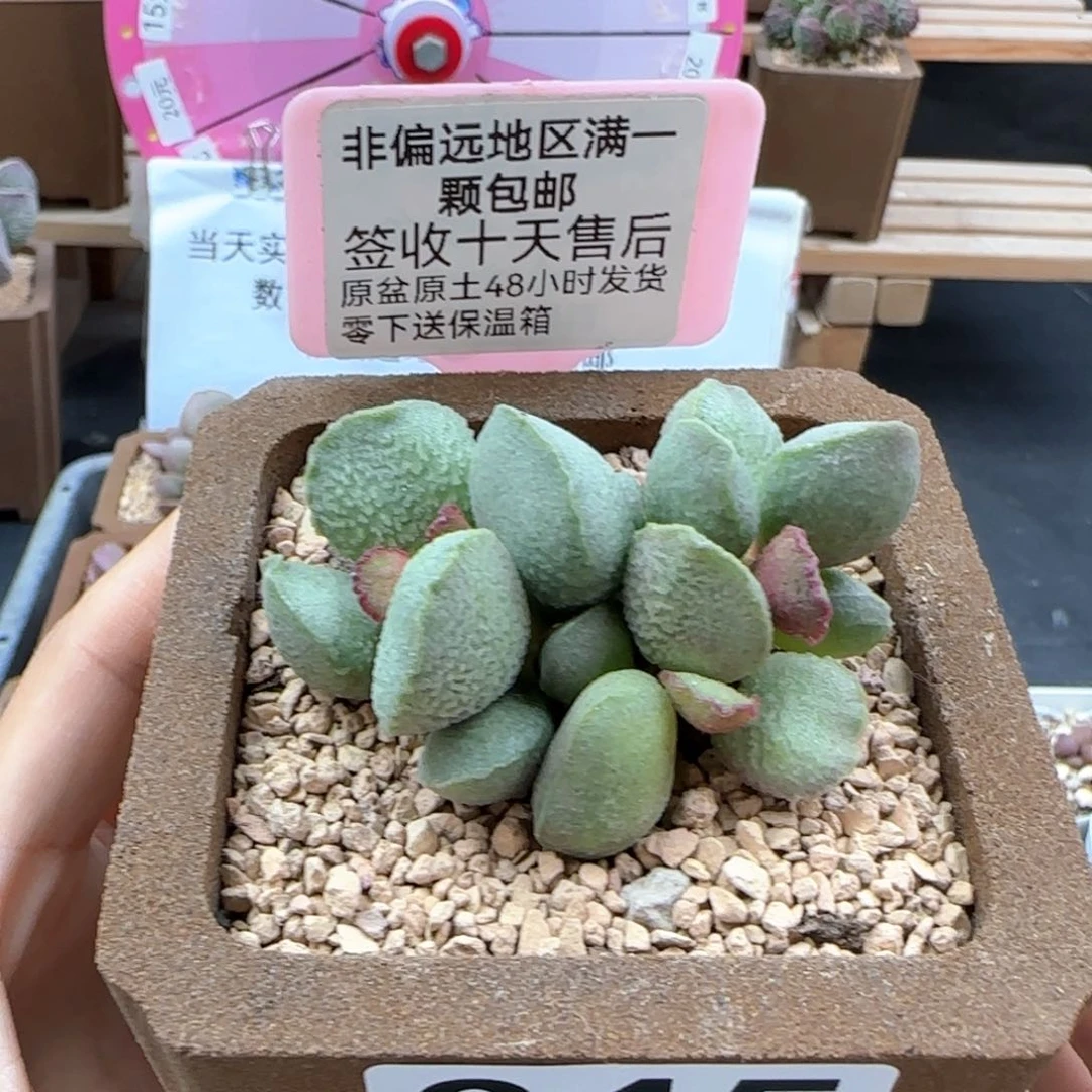 045流萤多肉植物