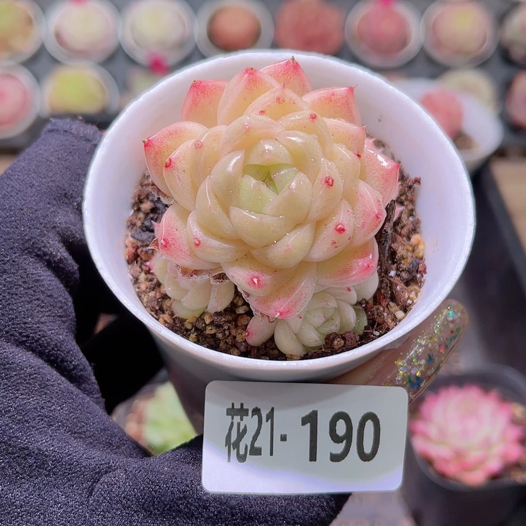 花利美21-190麦秆群