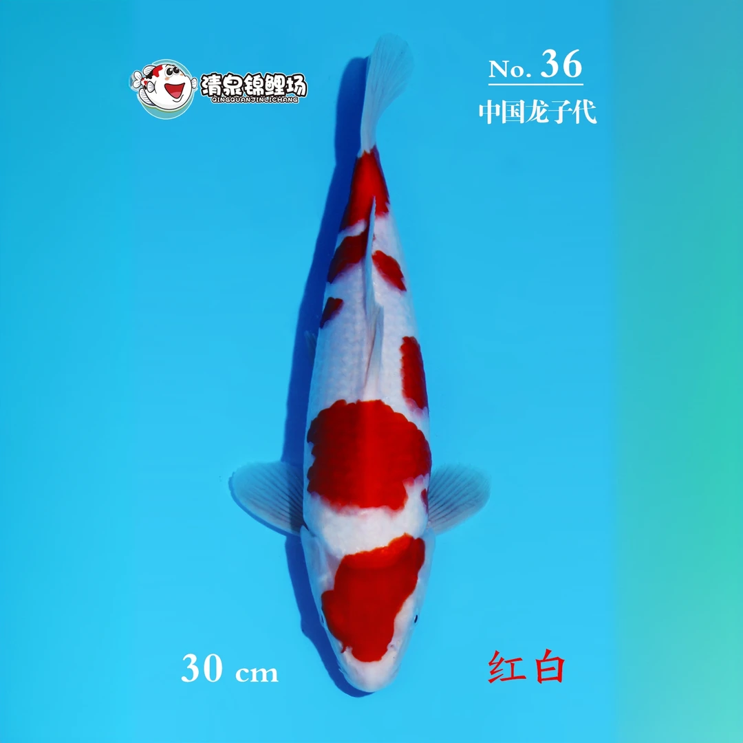 清泉锦鲤 第二次冬季水泥池寄养 中国龙子代 红白 36号