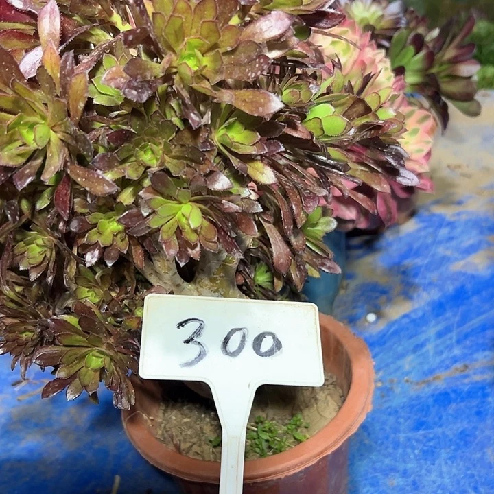 多肉植物黑法师缀花不售后