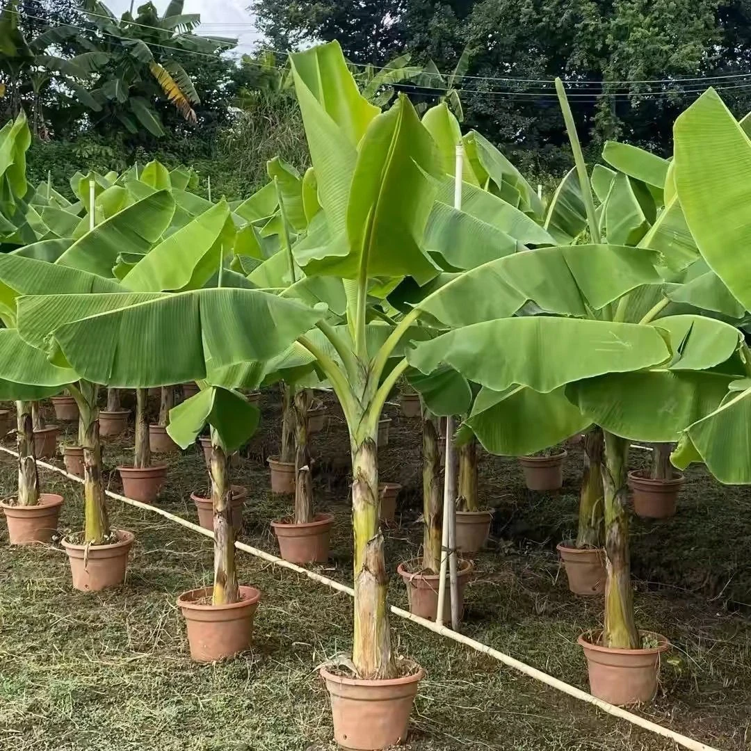 【1米高】芭蕉树苗耐寒品种盆栽地栽阳台庭院四季种植可观赏可结果