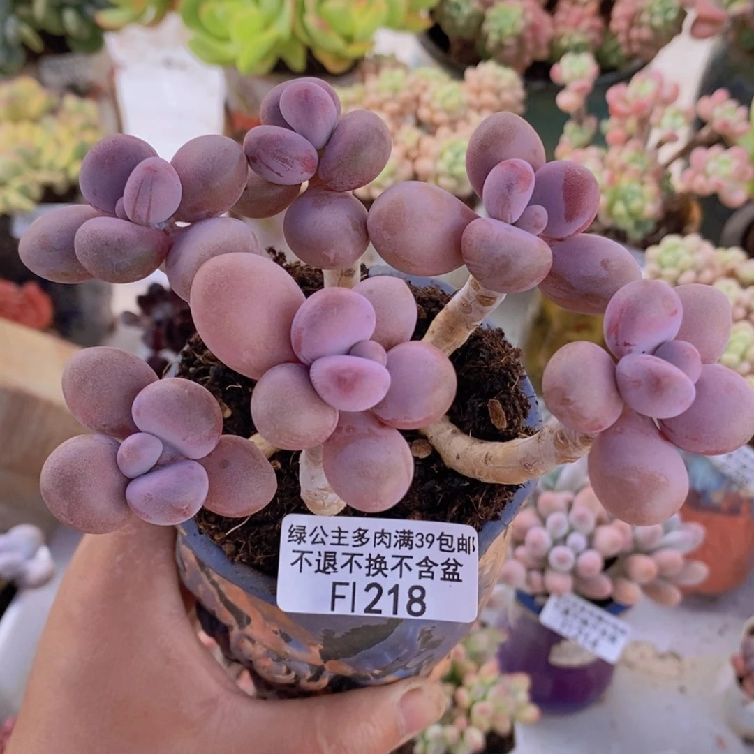 糖果桃蛋老桩11cm218多肉植物