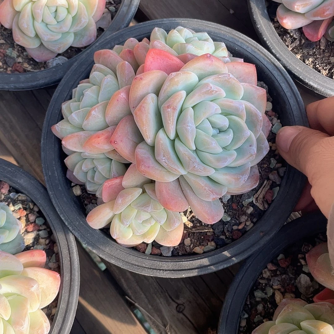 冰玉 16口盆 脱土发货