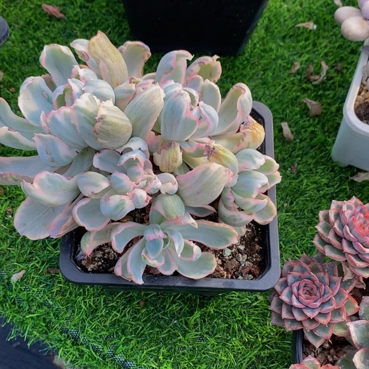 伯克利锦 多肉植物