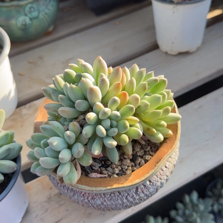 彩体奶糖老桩五十包邮