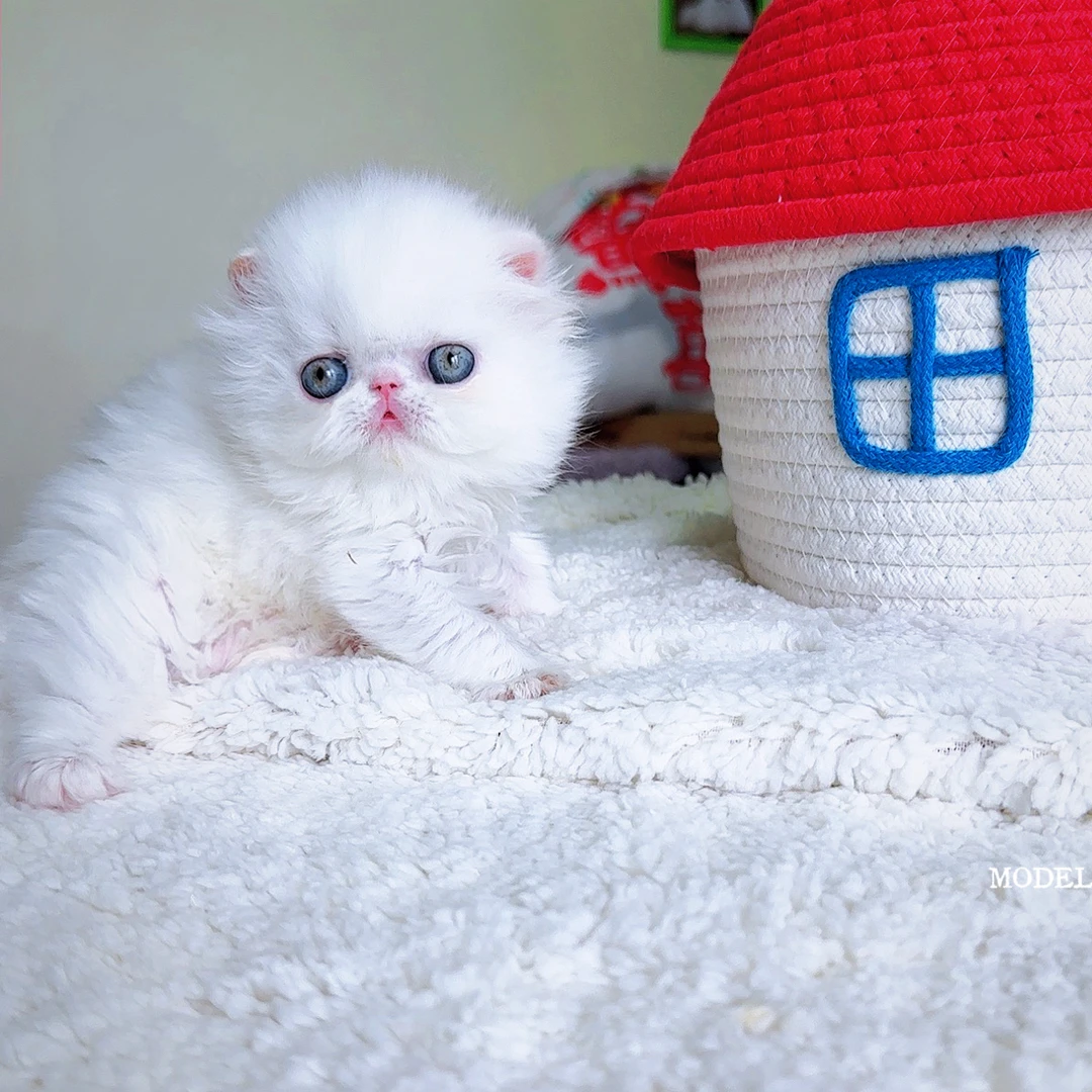 MODEL CAT 加菲猫 波斯猫 纯白短毛弟弟 银子