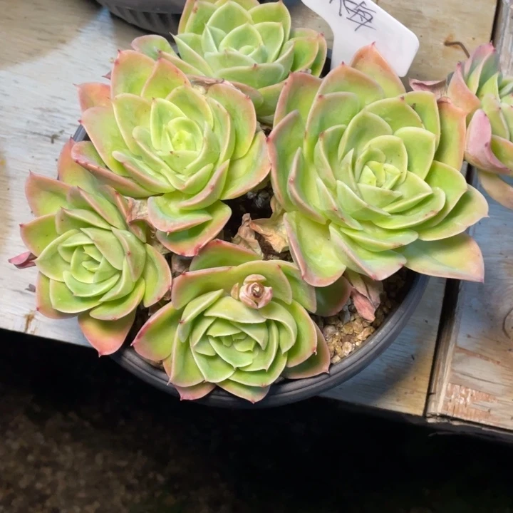 多肉梅星娜塔星娜塔