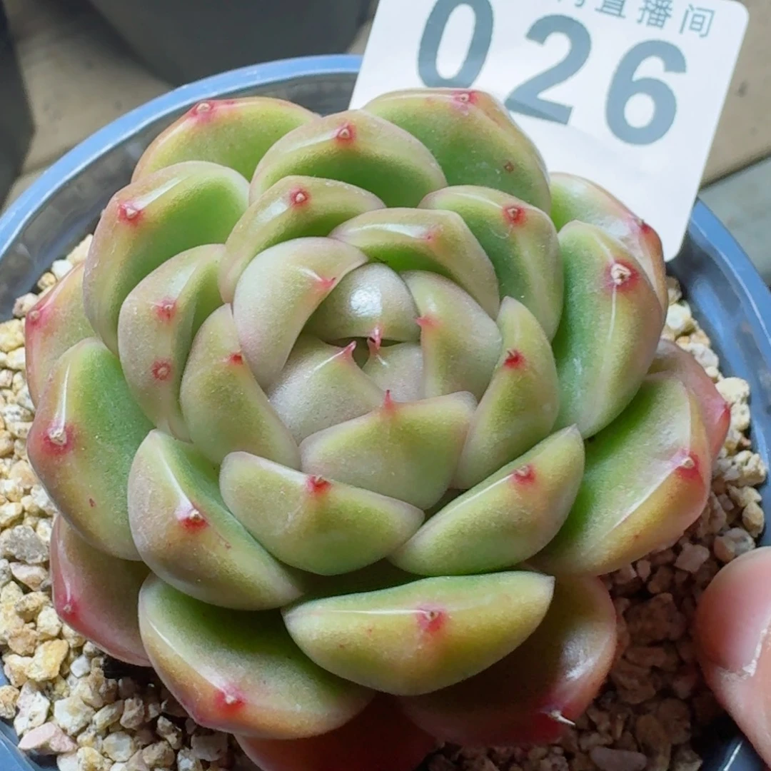 皮唉拉珍妮      愿你一路坦途，乘风破浪展宏图