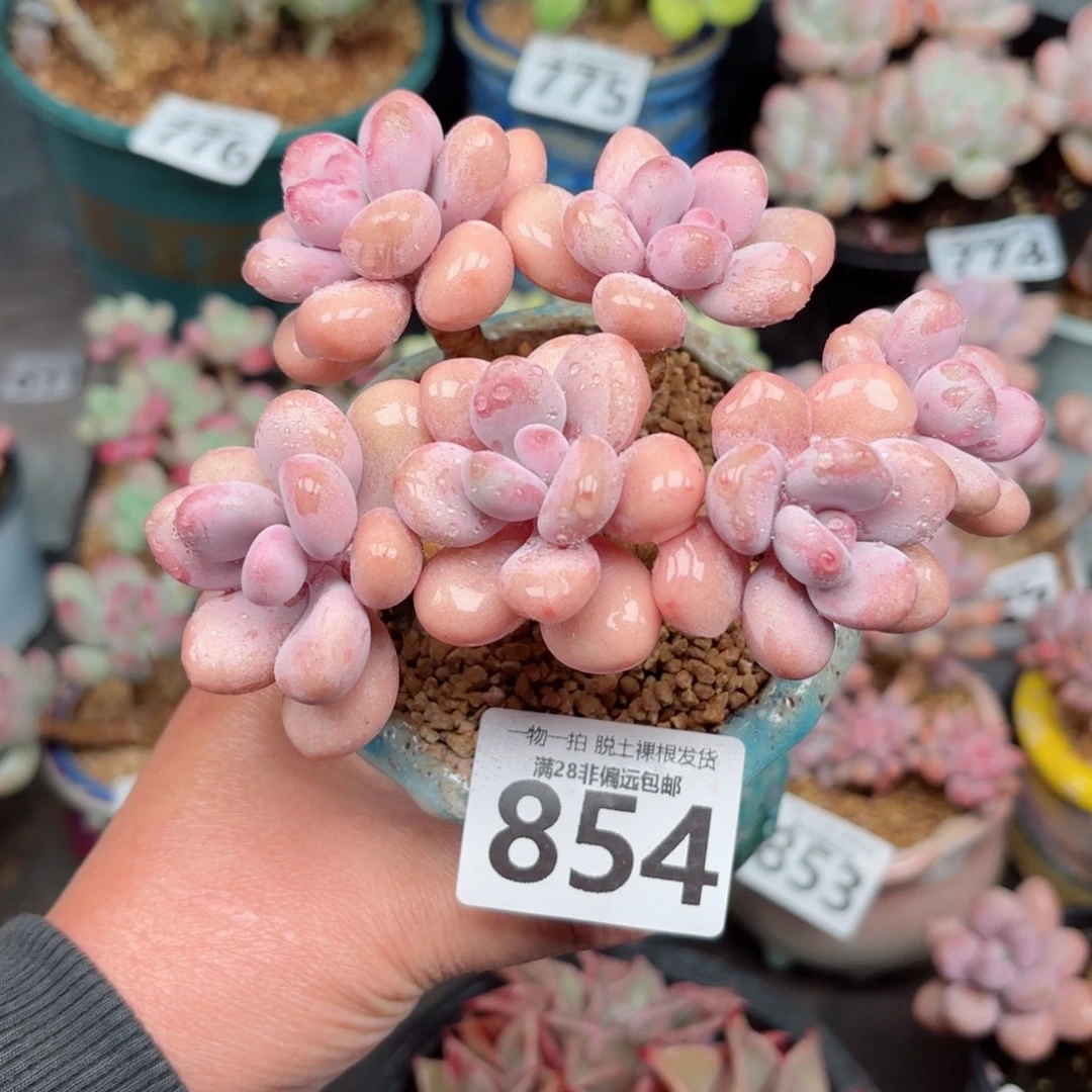 糖果桃蛋6头无盆土发货