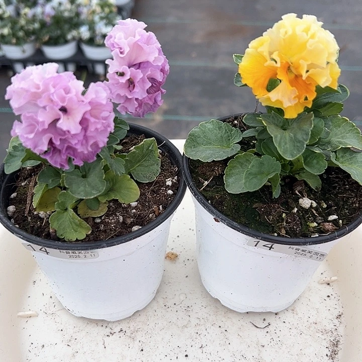 水晶抖音直播闪拍14