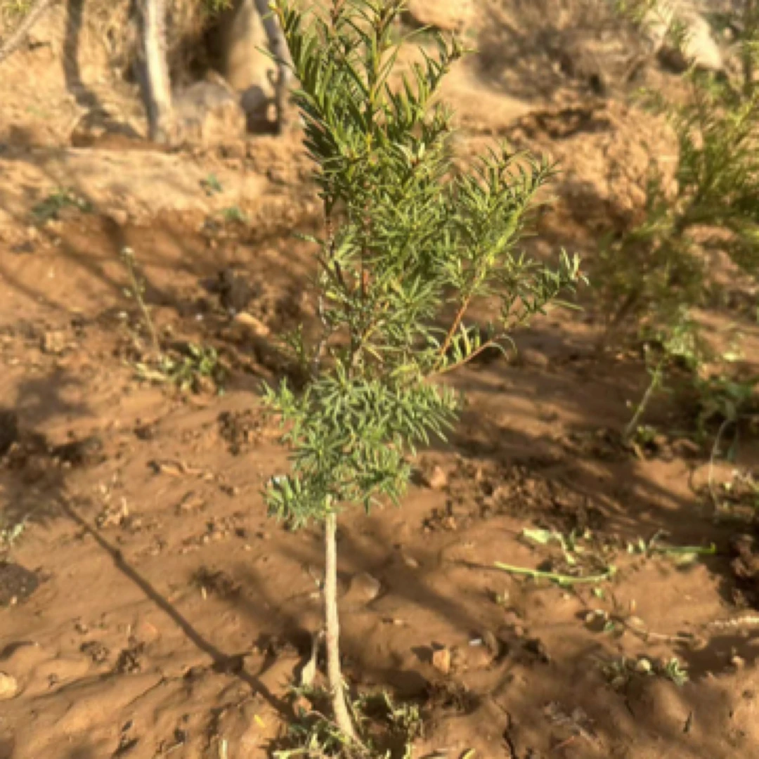 东北红豆杉四季常青超级耐寒盆栽地栽绿植