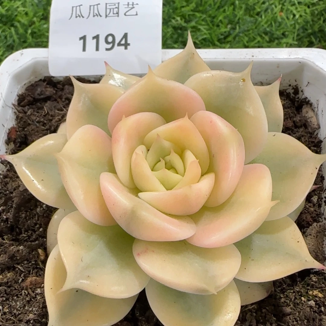 1194贝加尔湖锦多肉植物的