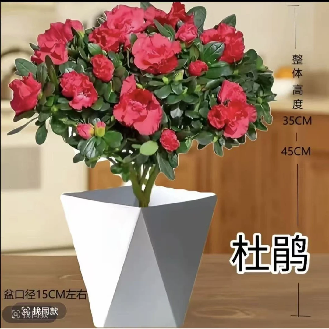 四季杜鹃花盆栽带花苞大棵红杜鹃花树苗好养花卉植物室内开花