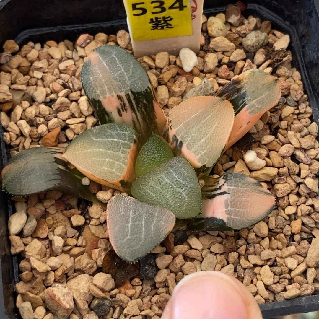 534大黑天克多肉植物