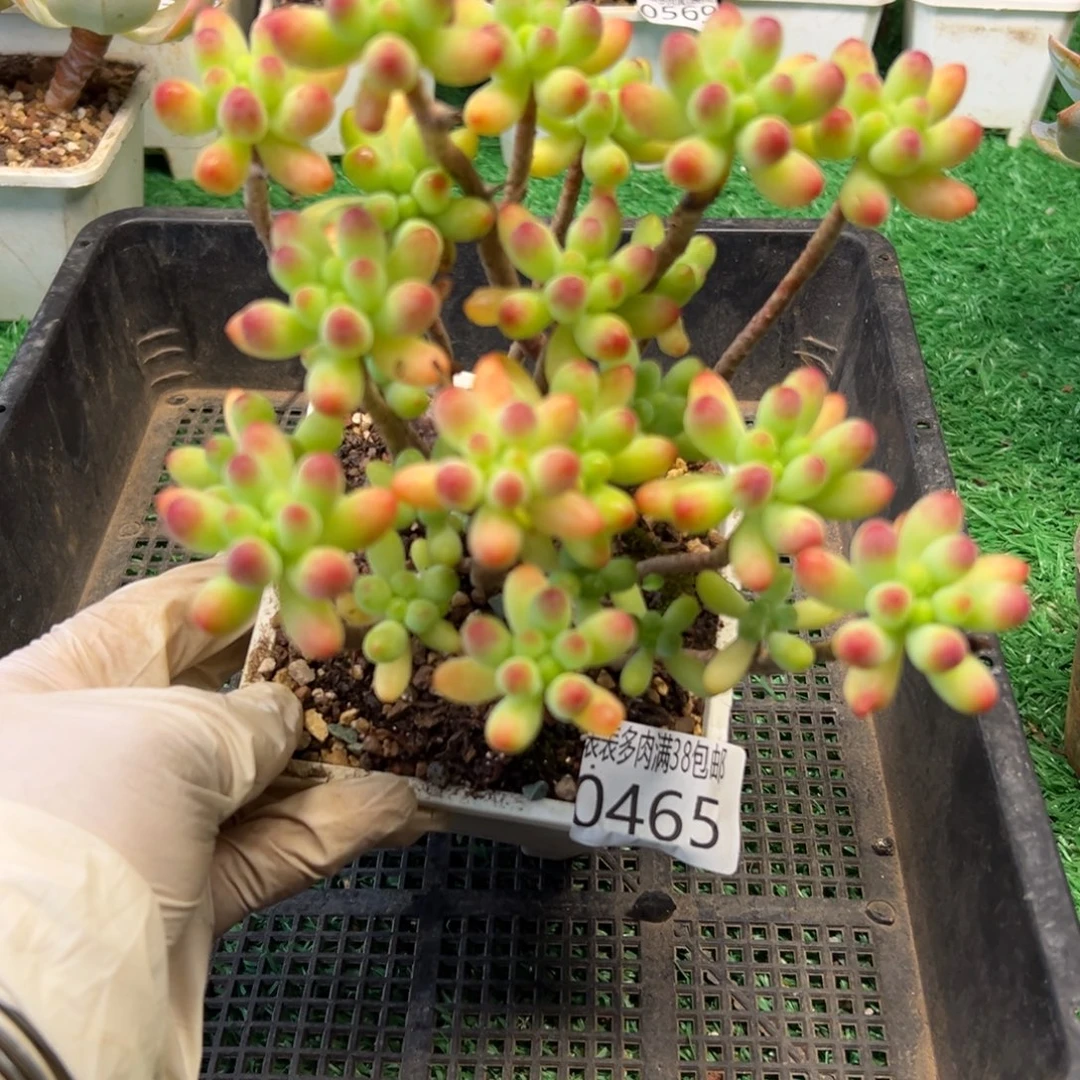 无花朵多肉一物一拍植物0465