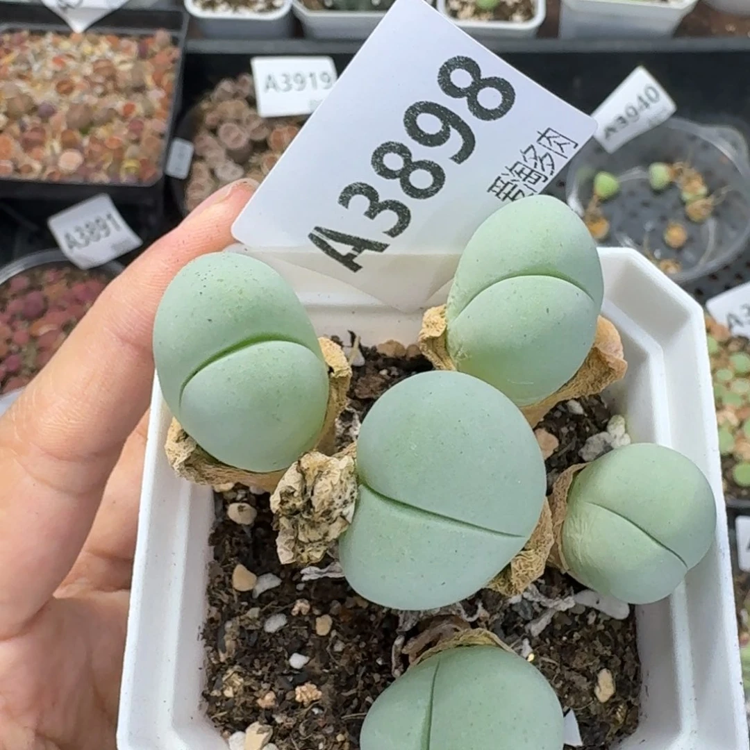 3898 生石花和肉锥